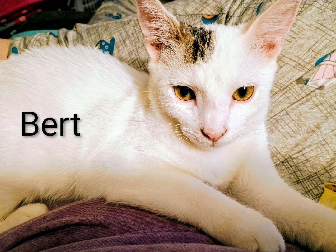 Bert, Adopted, Kitten Male Domestic Short Hair.