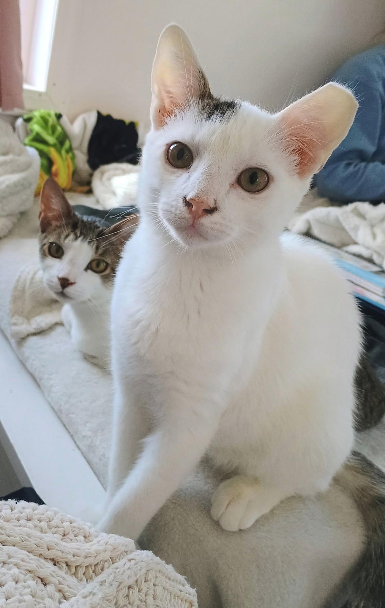 Enlarge Bert, a Adopted Domestic Short Hair in Binghamton, NY image 3/3