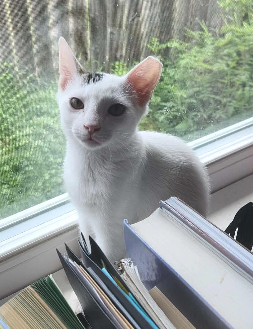 Enlarge Bert, a Adopted Domestic Short Hair in Binghamton, NY image 2/3