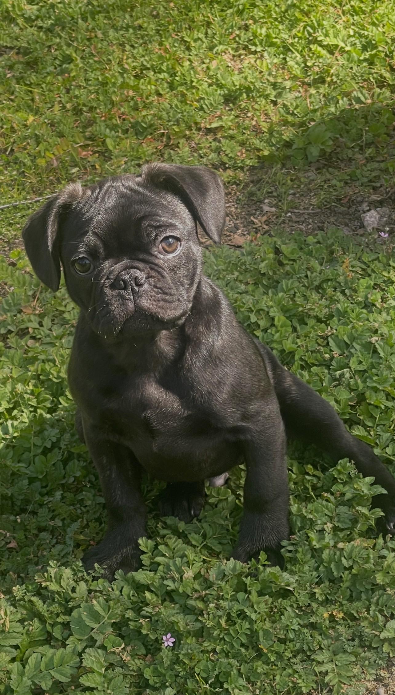 Enlarge Otis, an adopted mixed breed in Oakdale, CA image 3/3