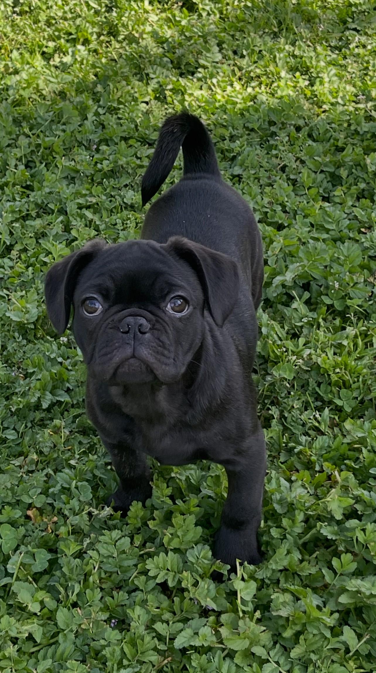 Otis, adopted, Puppy Male Pug & French Bulldog.