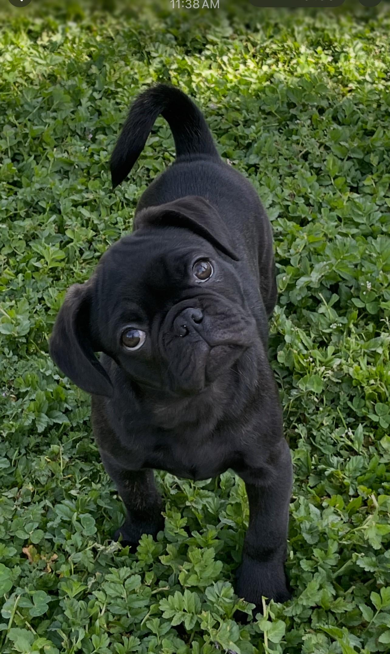 Enlarge Otis, an adopted mixed breed in Oakdale, CA image 2/3