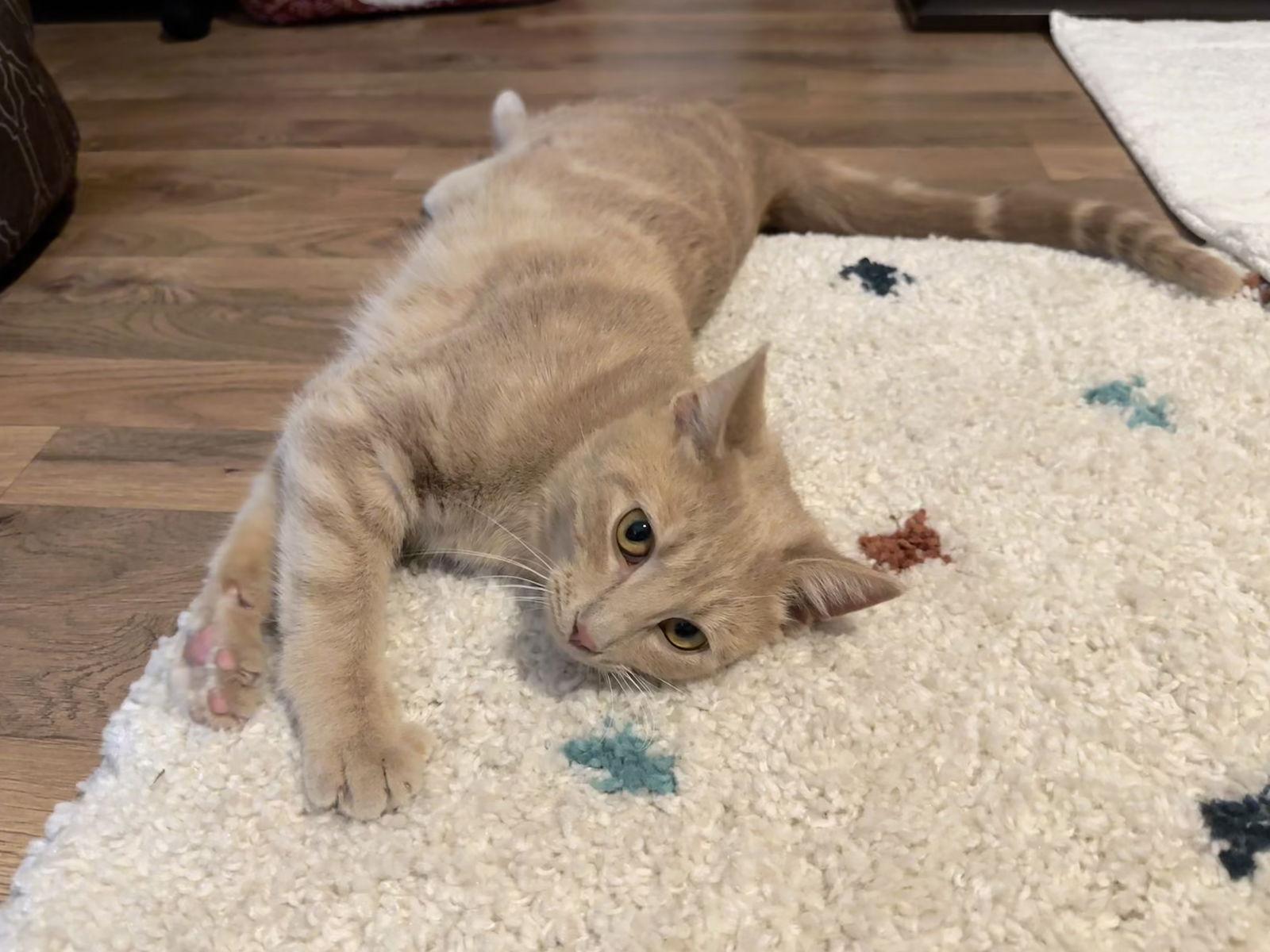 Angel, a Adoptable Domestic Short Hair in Cuyahoga Falls, OH image 1/3