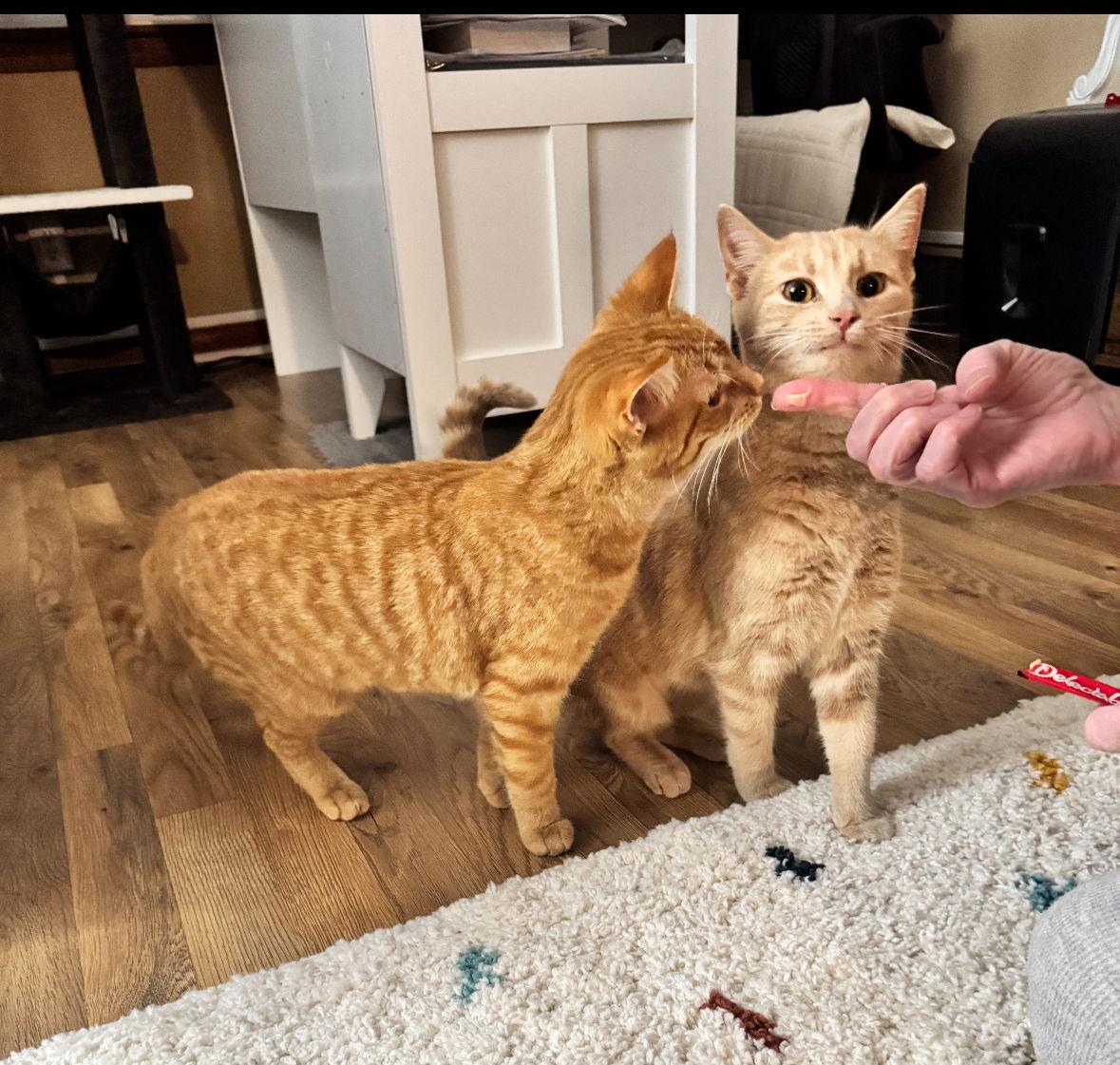 Angel, a Adoptable Domestic Short Hair in Cuyahoga Falls, OH image 3/3