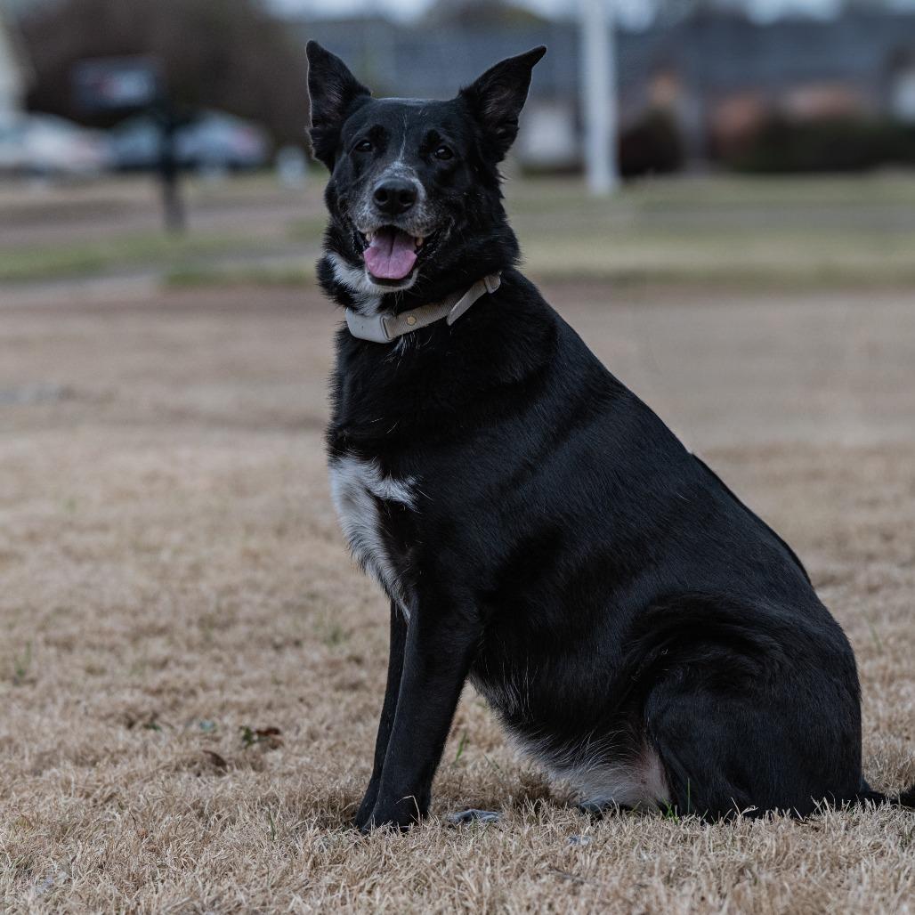 Hannah, Adoptable, Adult Female German Shepherd Dog.