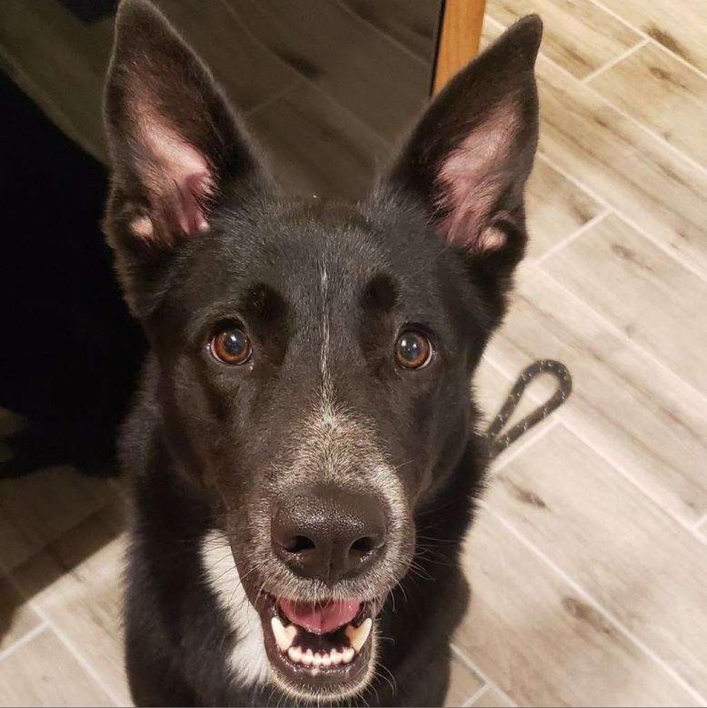 Enlarge Hannah, a Adoptable German Shepherd Dog in Bartlett, TN image 1/6