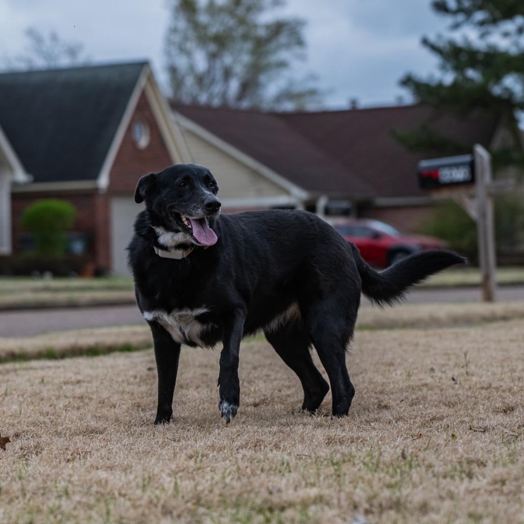 Hannah, a Adoptable German Shepherd Dog in Bartlett, TN image 3/6