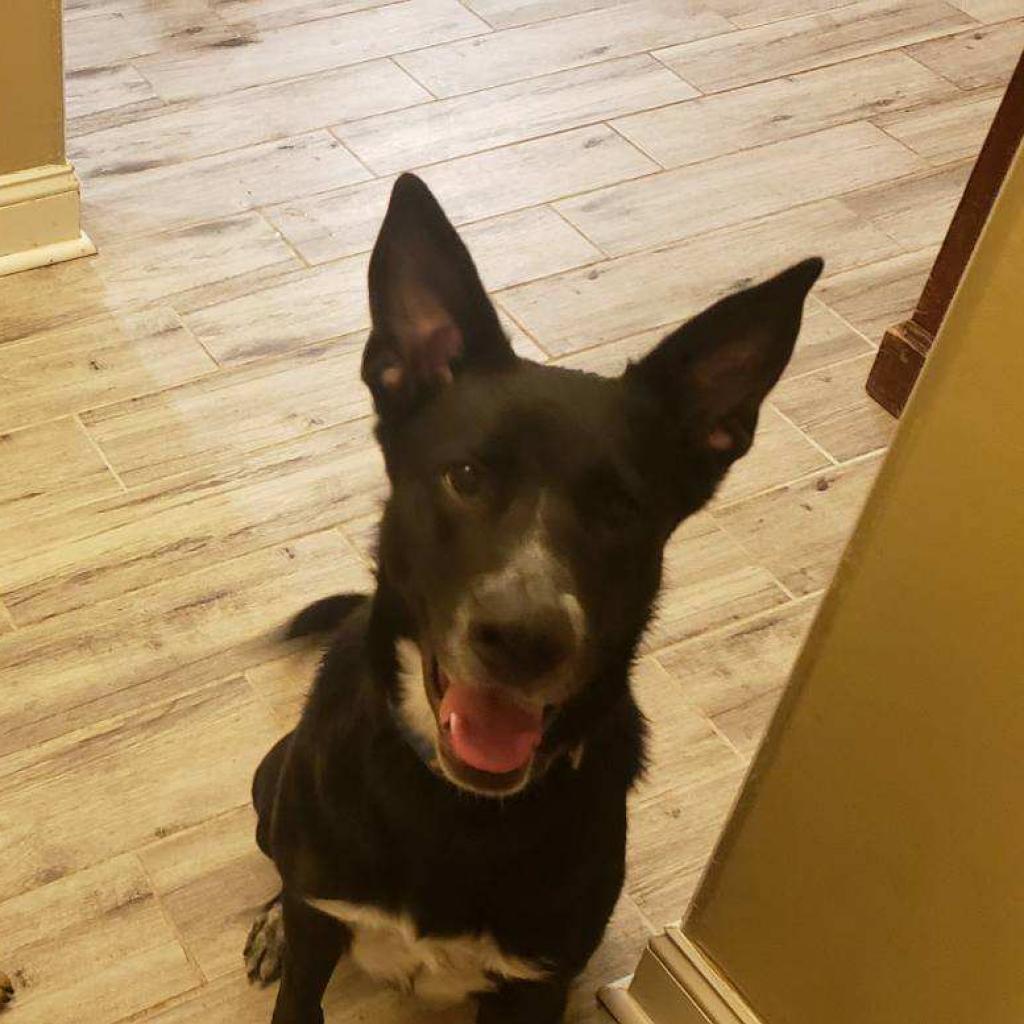 Enlarge Hannah, a Adoptable German Shepherd Dog in Bartlett, TN image 2/6