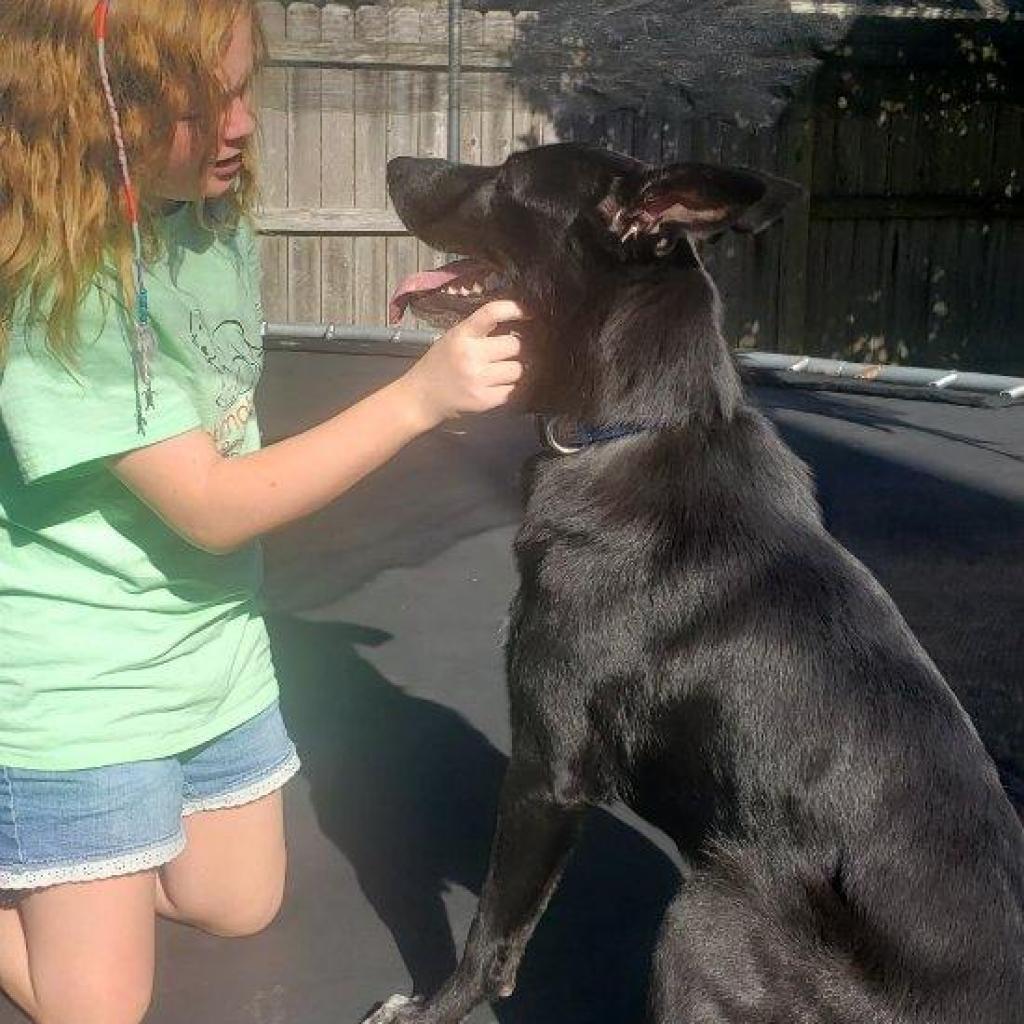 Enlarge Hannah, a Adoptable German Shepherd Dog in Bartlett, TN image 3/6