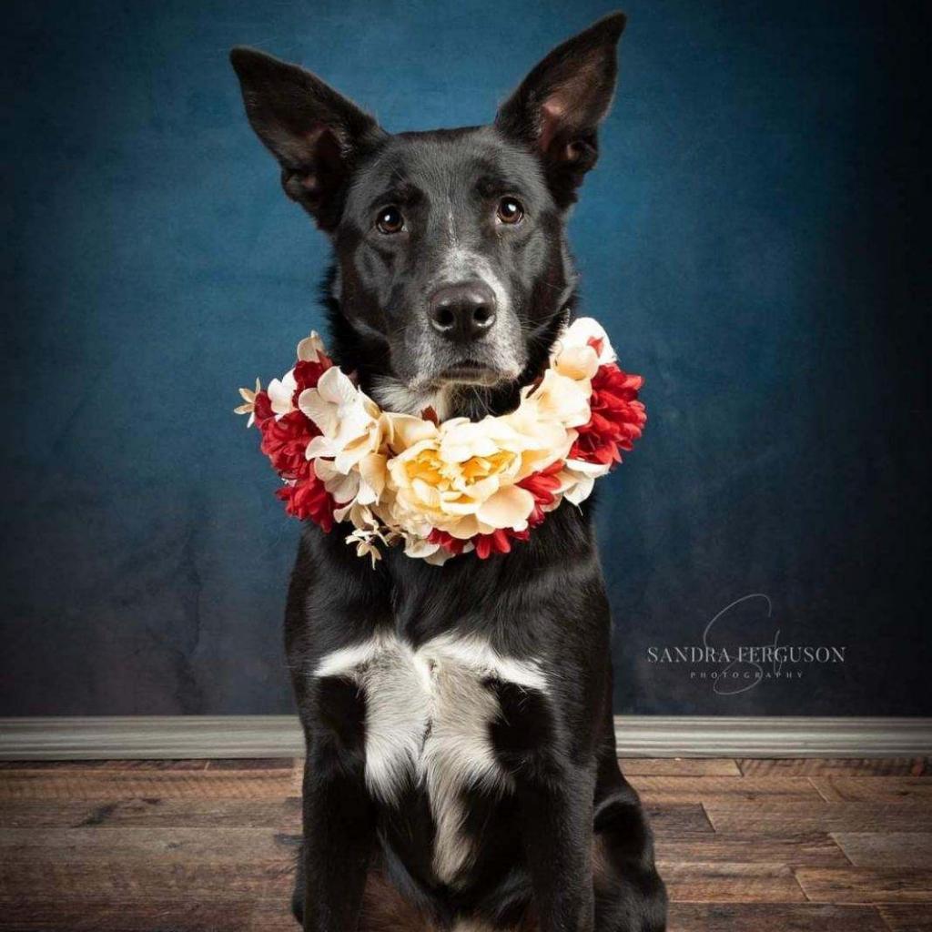 Enlarge Hannah, a Adoptable German Shepherd Dog in Bartlett, TN image 4/6