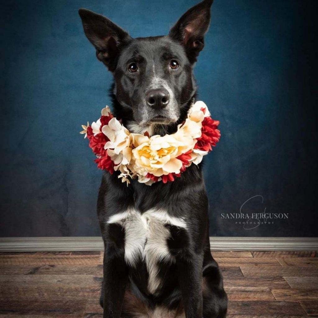 Enlarge Hannah, a Adoptable German Shepherd Dog in Bartlett, TN image 5/6