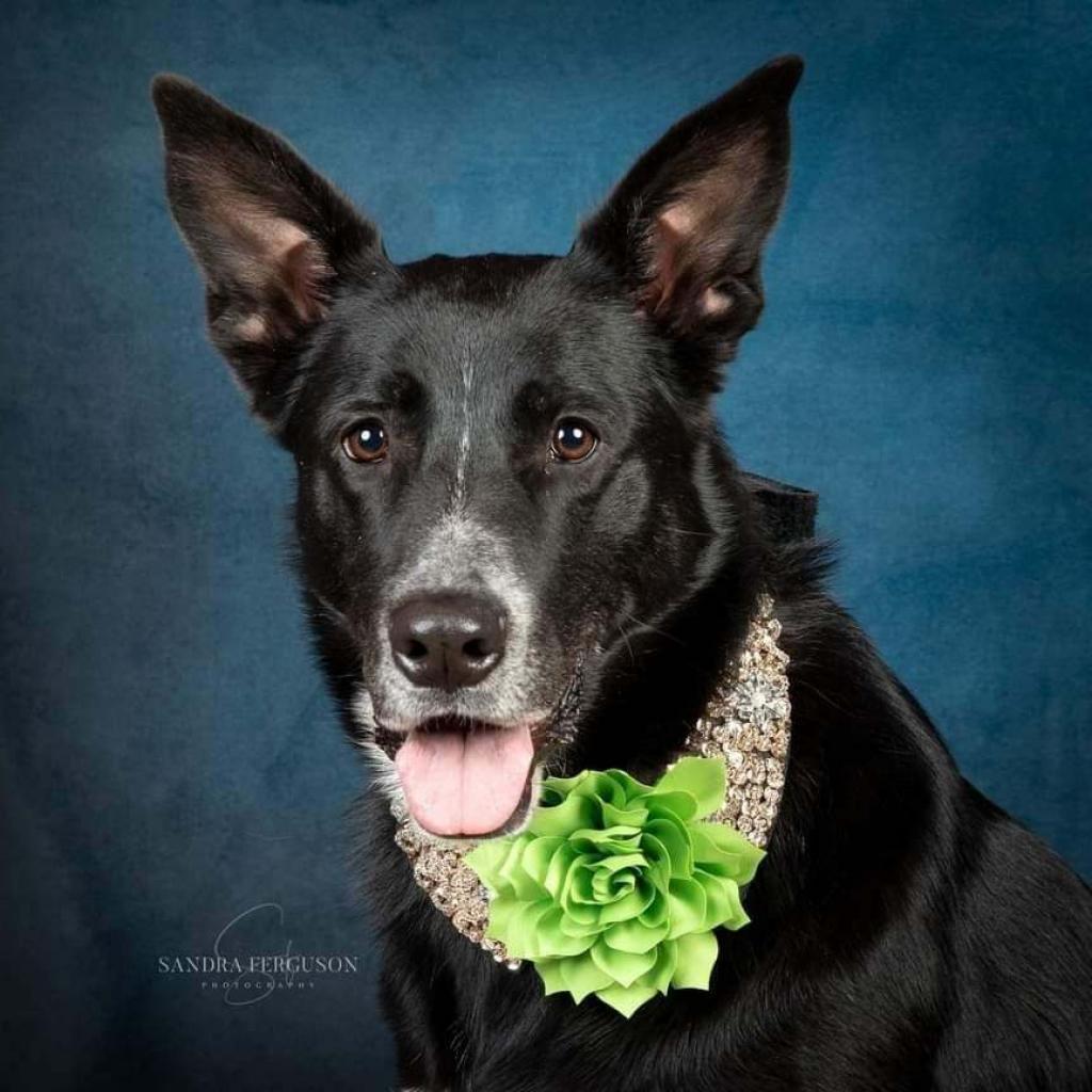 Enlarge Hannah, a Adoptable German Shepherd Dog in Bartlett, TN image 6/6