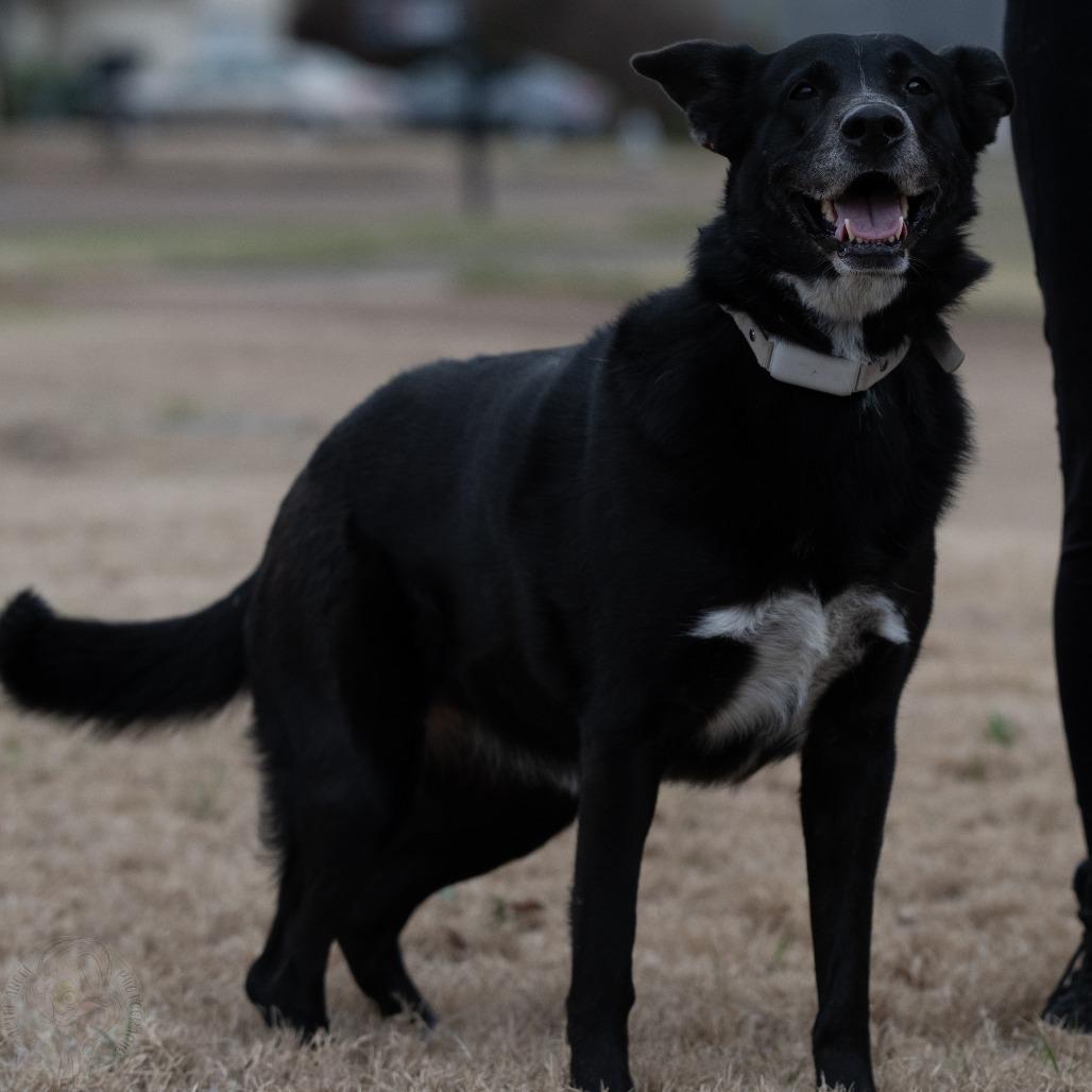 Hannah, a Adoptable German Shepherd Dog in Bartlett, TN image 6/6
