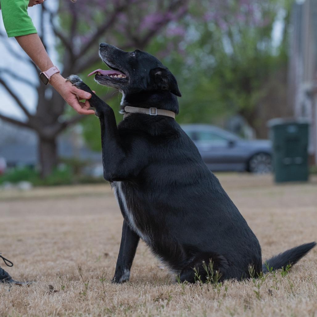 Enlarge Hannah, a Adoptable German Shepherd Dog in Bartlett, TN image 6/6