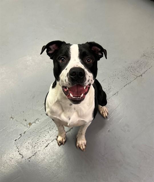 Adam, Adoptable, Young Male Pit Bull Terrier.