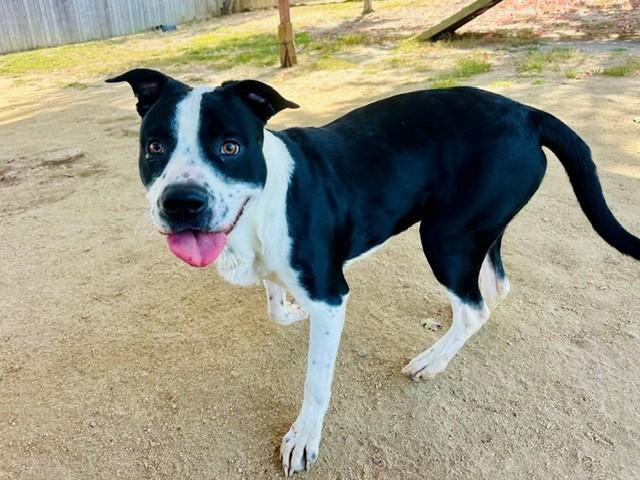 Enlarge Adam, a Adoptable Pit Bull Terrier in Phoenix, OR image 3/5