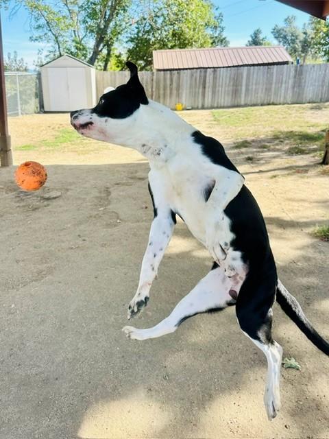 Enlarge Adam, a Adoptable Pit Bull Terrier in Phoenix, OR image 4/5