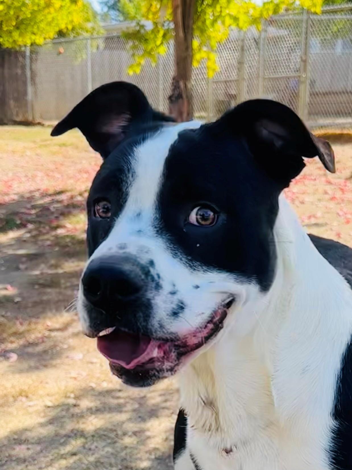 Enlarge Adam, a Adoptable Pit Bull Terrier in Phoenix, OR image 5/5