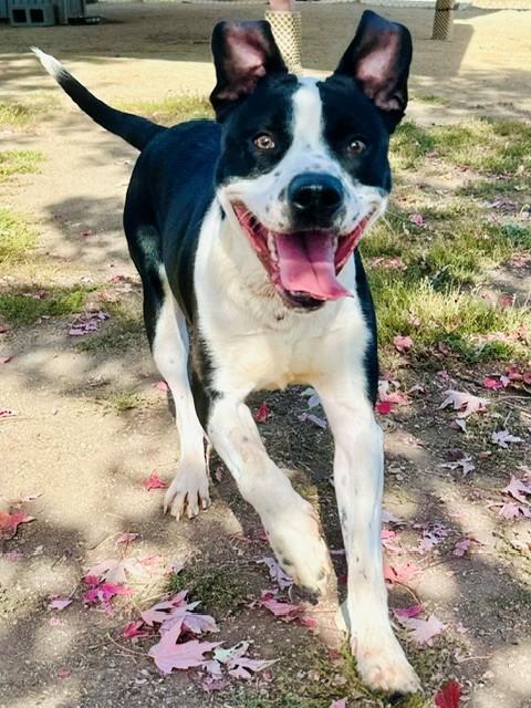 Adam, Adoptable, Young Male Pit Bull Terrier.