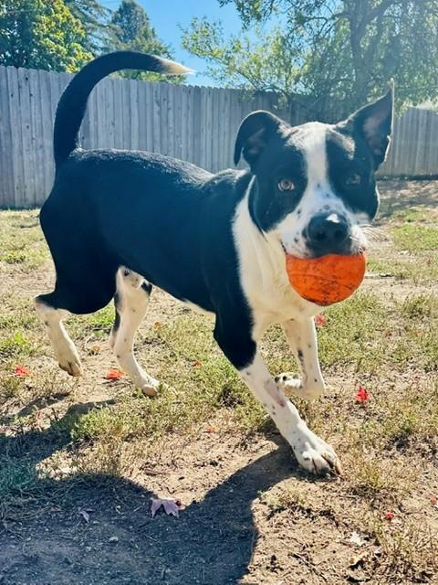 Enlarge Adam, a Adoptable Pit Bull Terrier in Phoenix, OR image 2/5