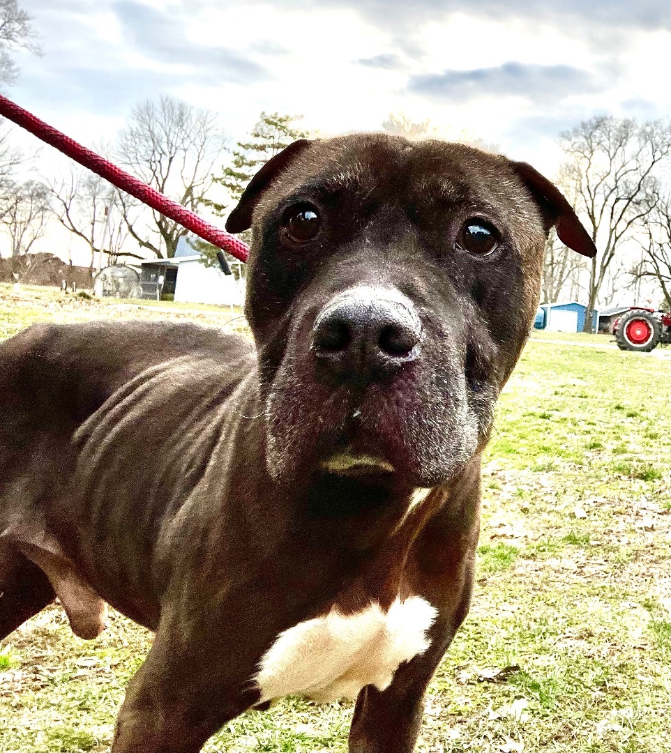 Cain, a Adoptable mixed breed in Kincaid, IL image 1/2