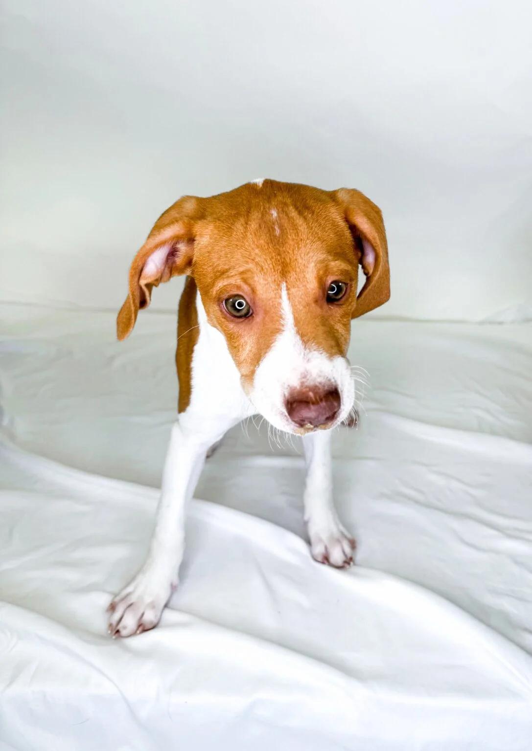 Enlarge Sally, a ADOPTABLE mixed breed in Bixby, OK image 1/4