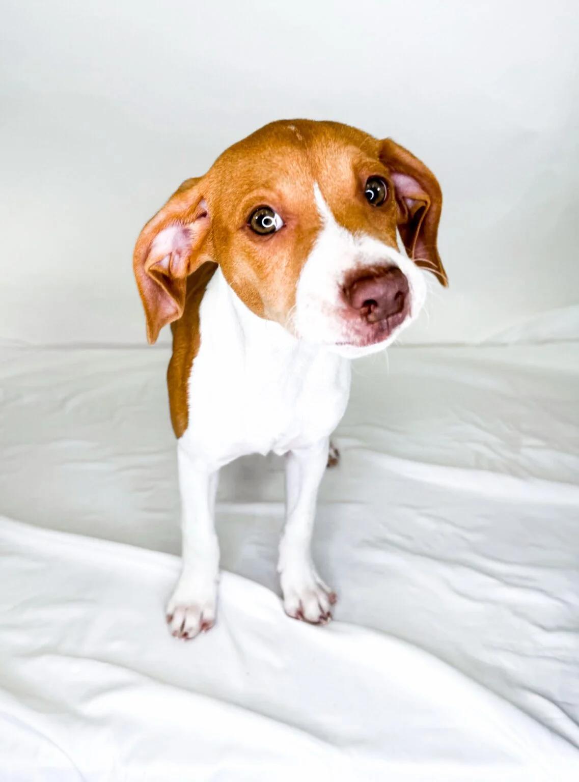 Enlarge Sally, a ADOPTABLE mixed breed in Bixby, OK image 2/4