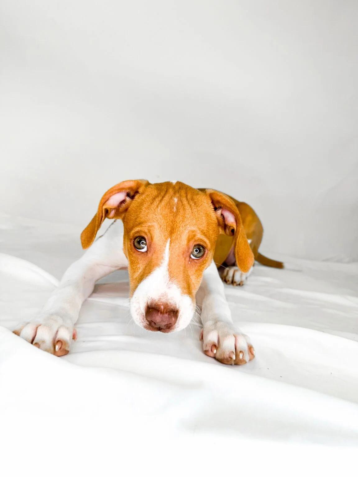 Enlarge Sally, a ADOPTABLE mixed breed in Bixby, OK image 3/4