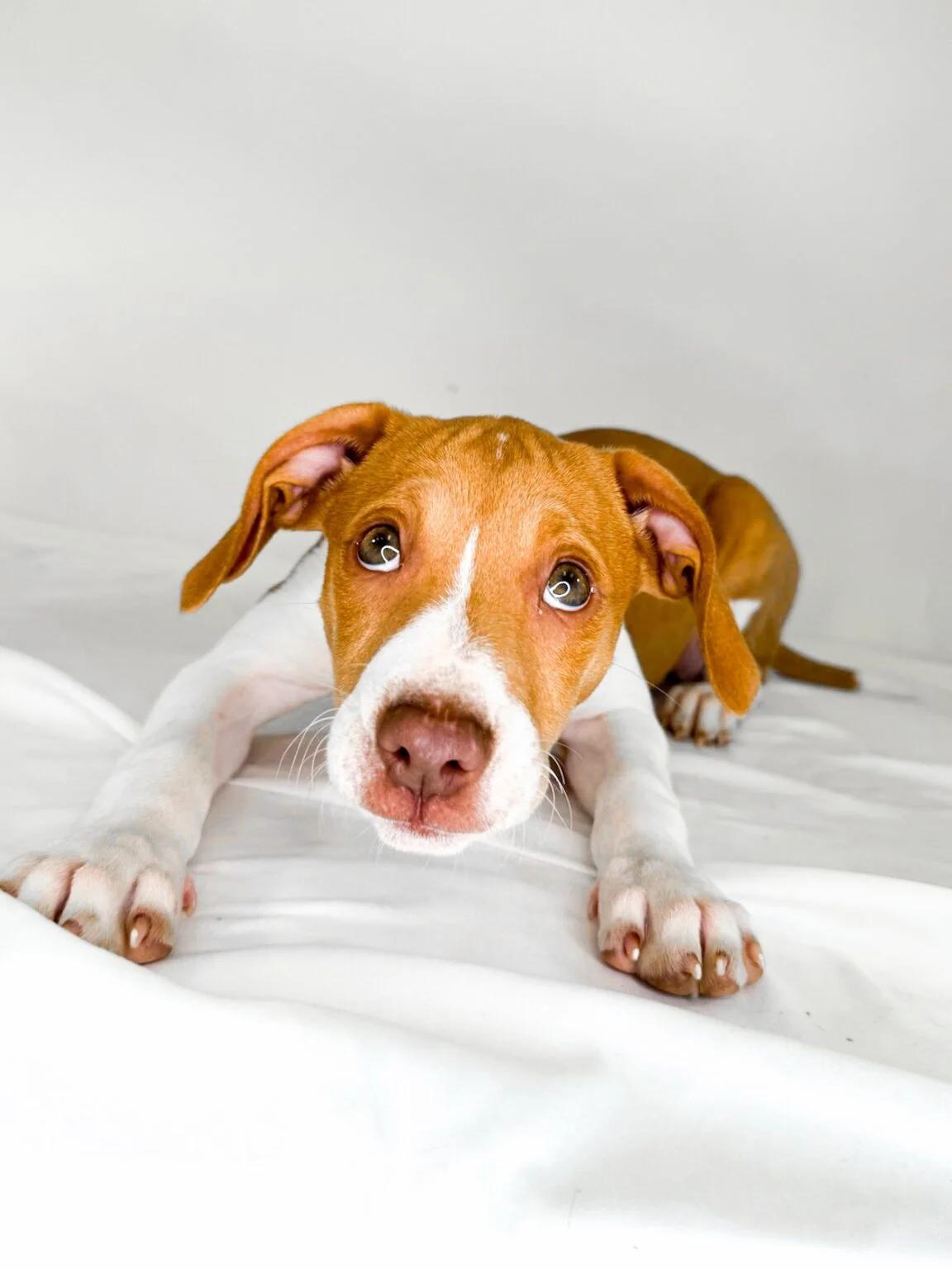 Enlarge Sally, a ADOPTABLE mixed breed in Bixby, OK image 4/4