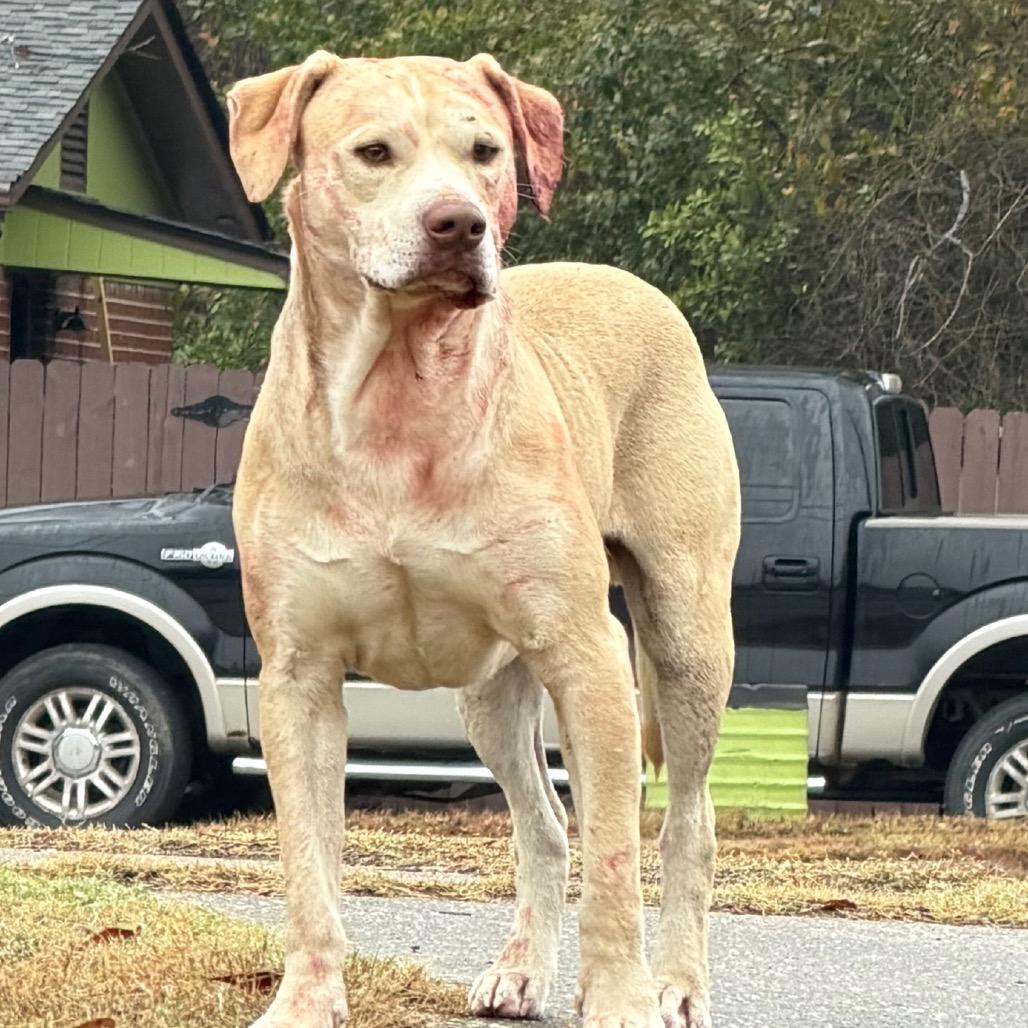 Crinkle Fry 1151 — thumbnail 2