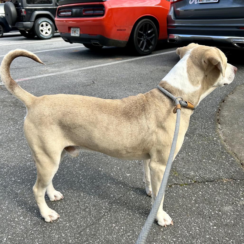 Crinkle Fry 1151 — thumbnail 3