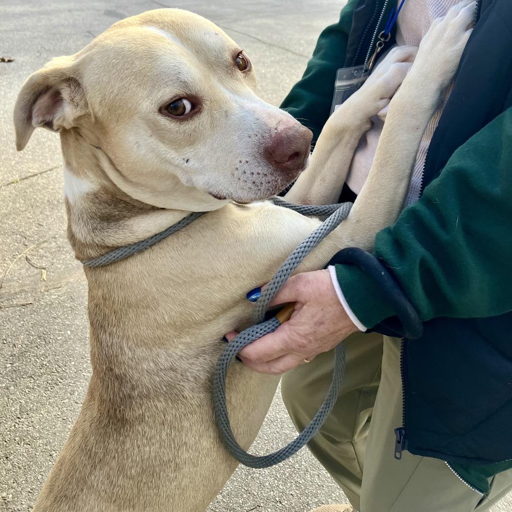 Crinkle Fry 1151 — thumbnail 4