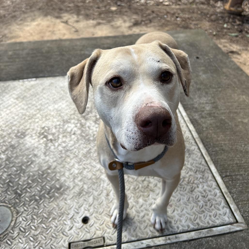 Crinkle Fry 1151 — thumbnail 5