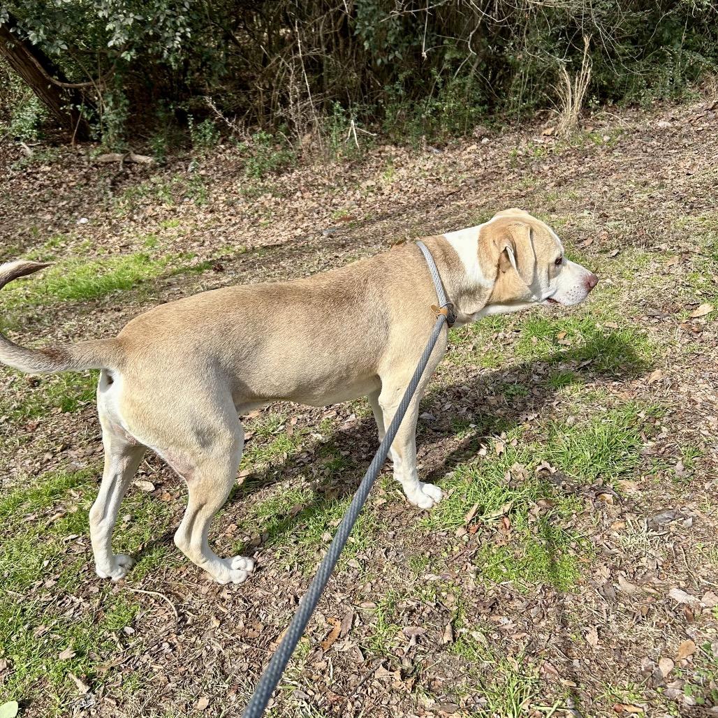 Crinkle Fry 1151 — thumbnail 6