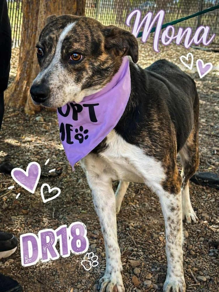Enlarge Mona, a Adoptable mixed breed in Commerce City, CO image 4/6