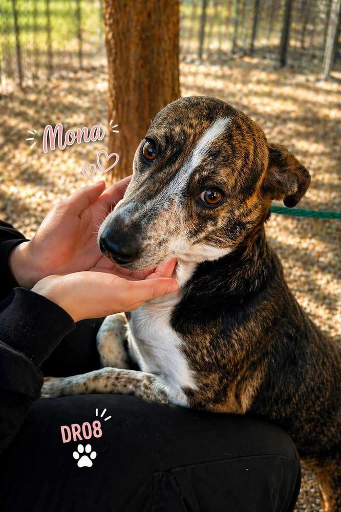 Enlarge Mona, a Adoptable mixed breed in Commerce City, CO image 2/6