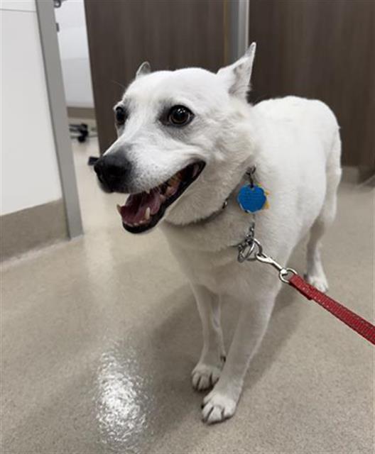 LADY, ADOPTABLE, Adult • Female, Australian Kelpie.
