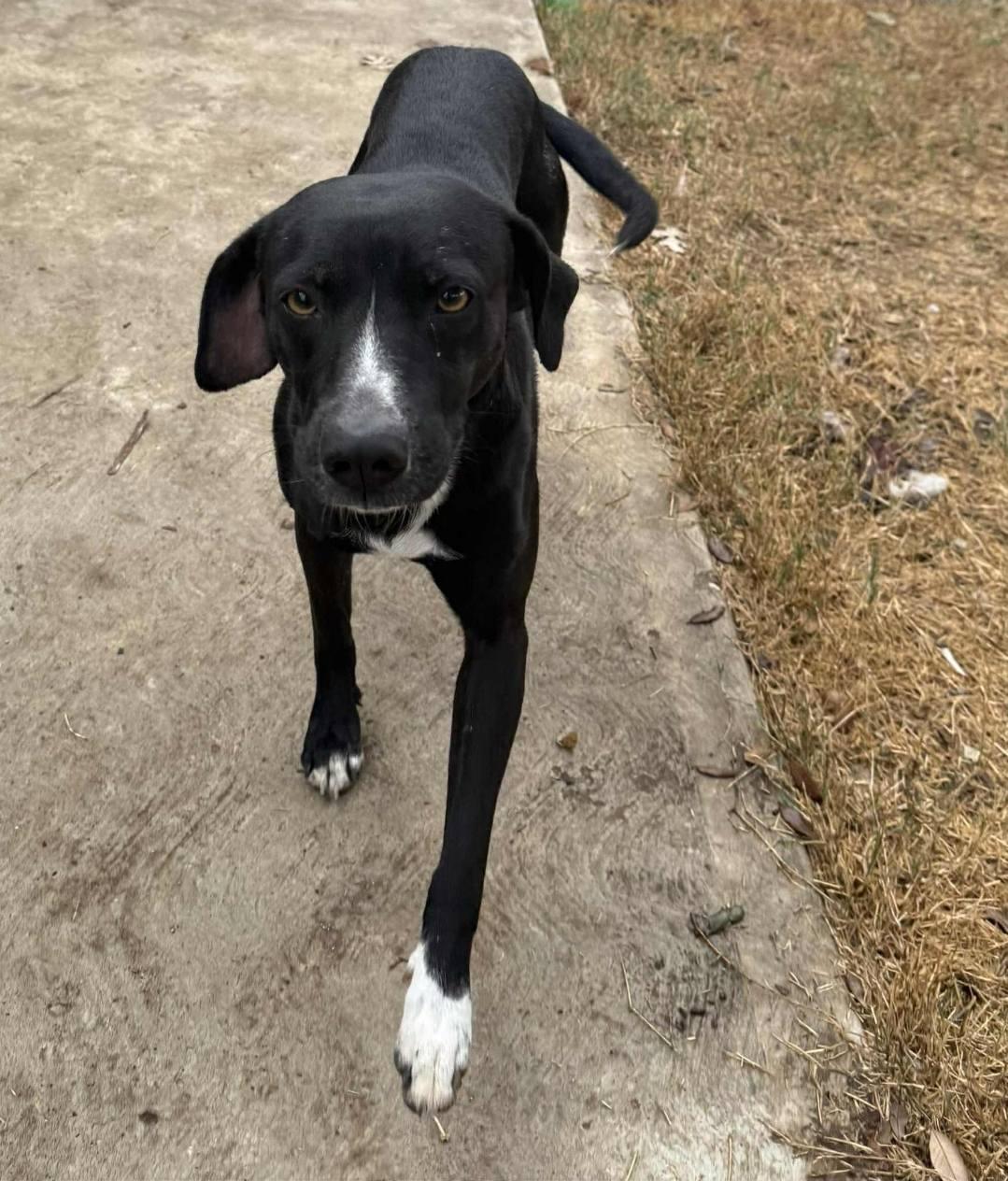 Domino, ADOPTABLE, Young Female Mixed Breed.