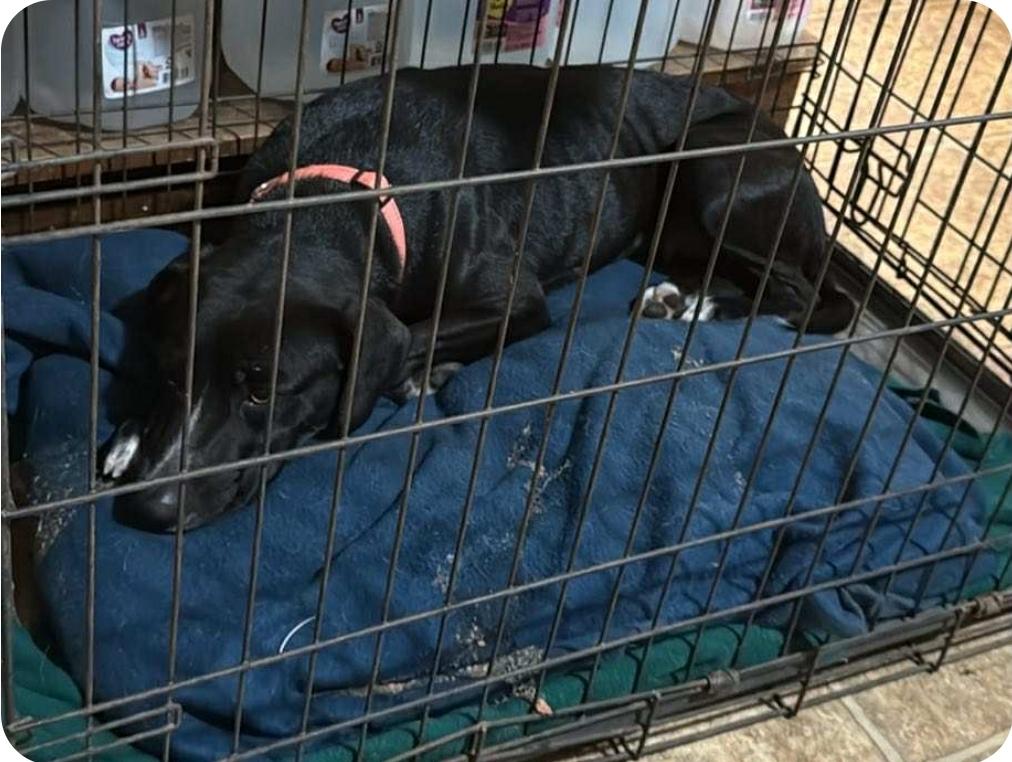 Enlarge Domino, a ADOPTABLE mixed breed in Paramus, NJ image 3/6