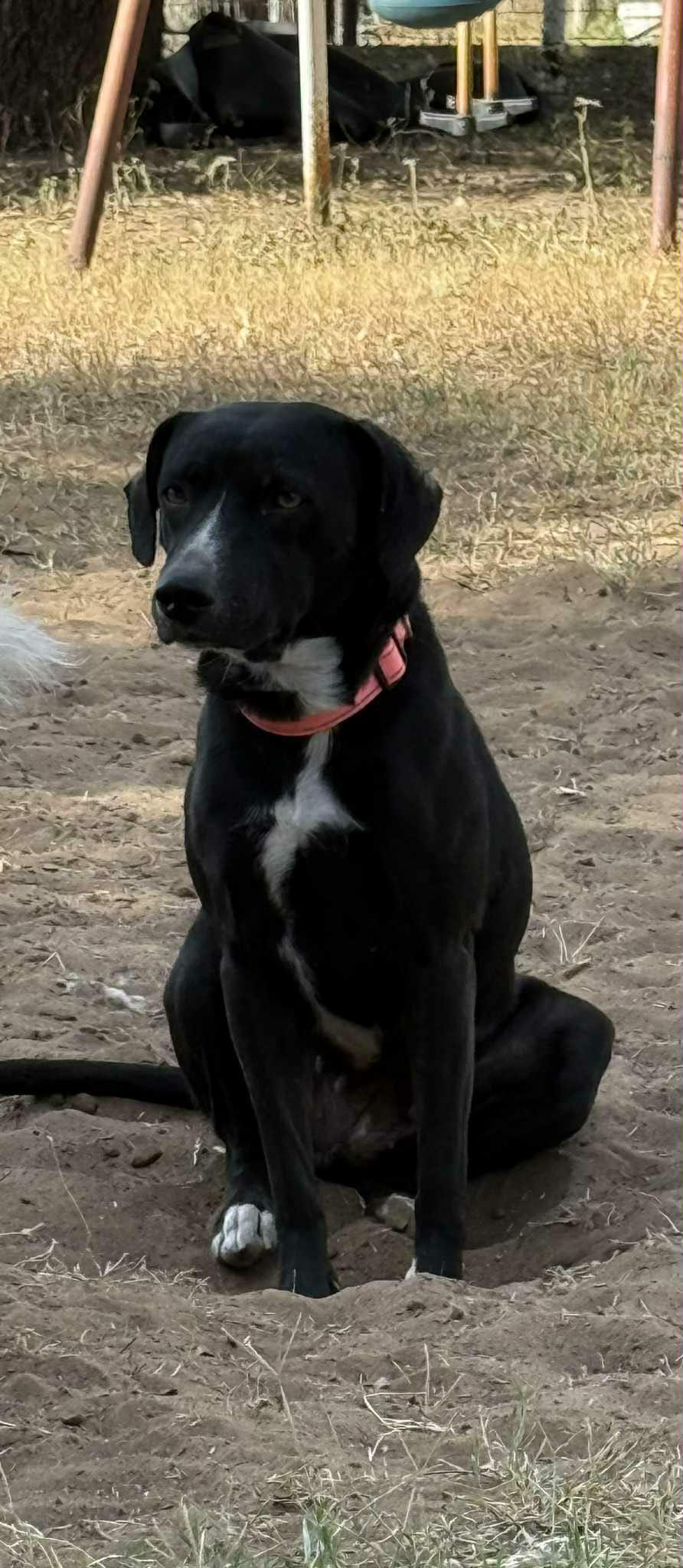 Enlarge Domino, a ADOPTABLE mixed breed in Paramus, NJ image 4/6