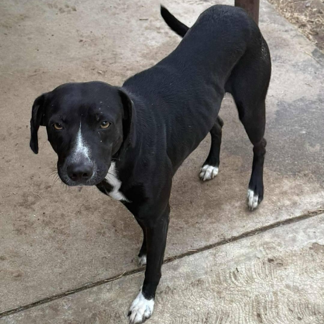 Enlarge Domino, a ADOPTABLE mixed breed in Paramus, NJ image 5/6