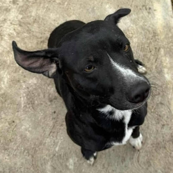 Enlarge Domino, a ADOPTABLE mixed breed in Paramus, NJ image 6/6