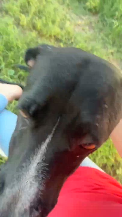 Enlarge Domino, a ADOPTABLE mixed breed in Paramus, NJ video 6/6