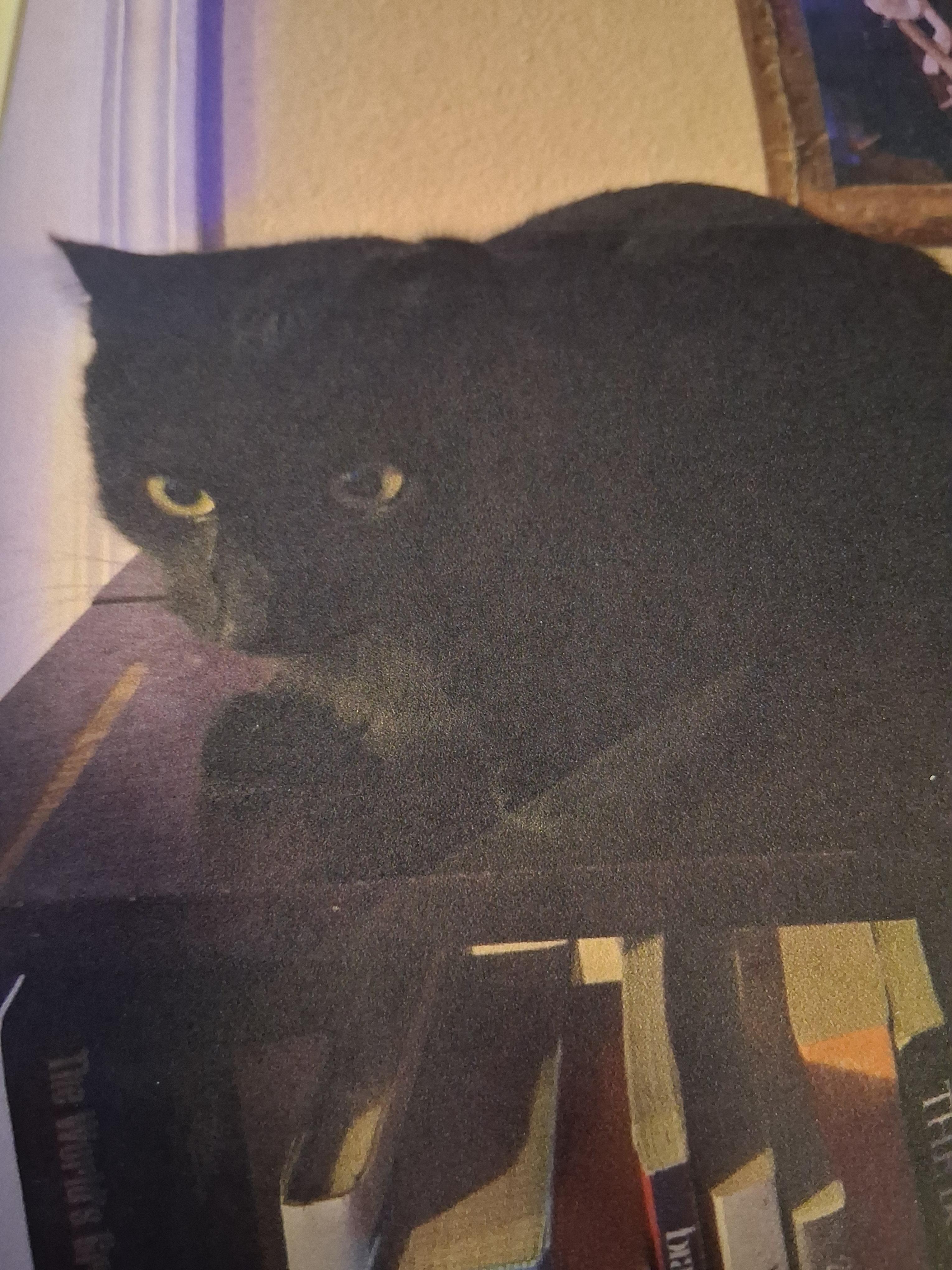 Dragon, Adoptable, Young Male Domestic Short Hair.