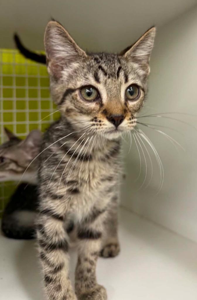 Calvin, Adoptable, Kitten Male Domestic Short Hair.