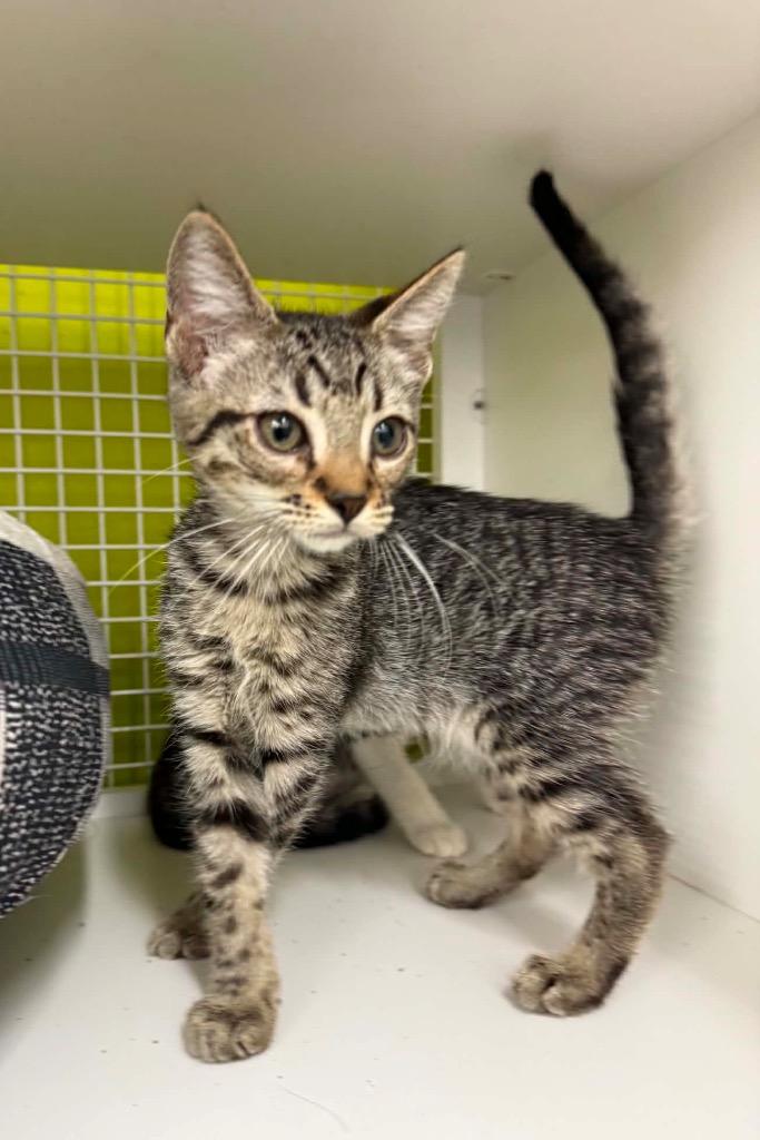 Calvin, a Adoptable Domestic Short Hair in Gorham, ME image 2/3