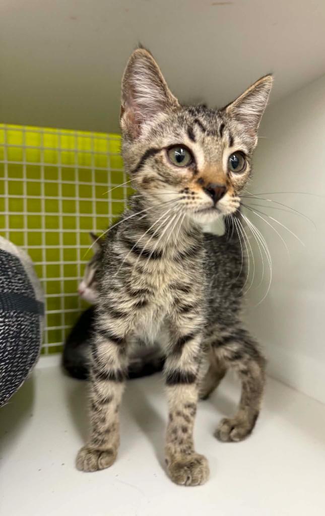 Calvin, a Adoptable Domestic Short Hair in Gorham, ME image 3/3