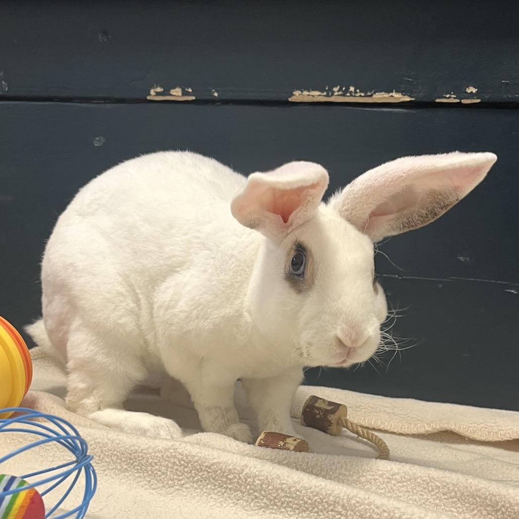 Root Beer Barrel, Adoptable, Baby Male Hotot & Mini Rex.