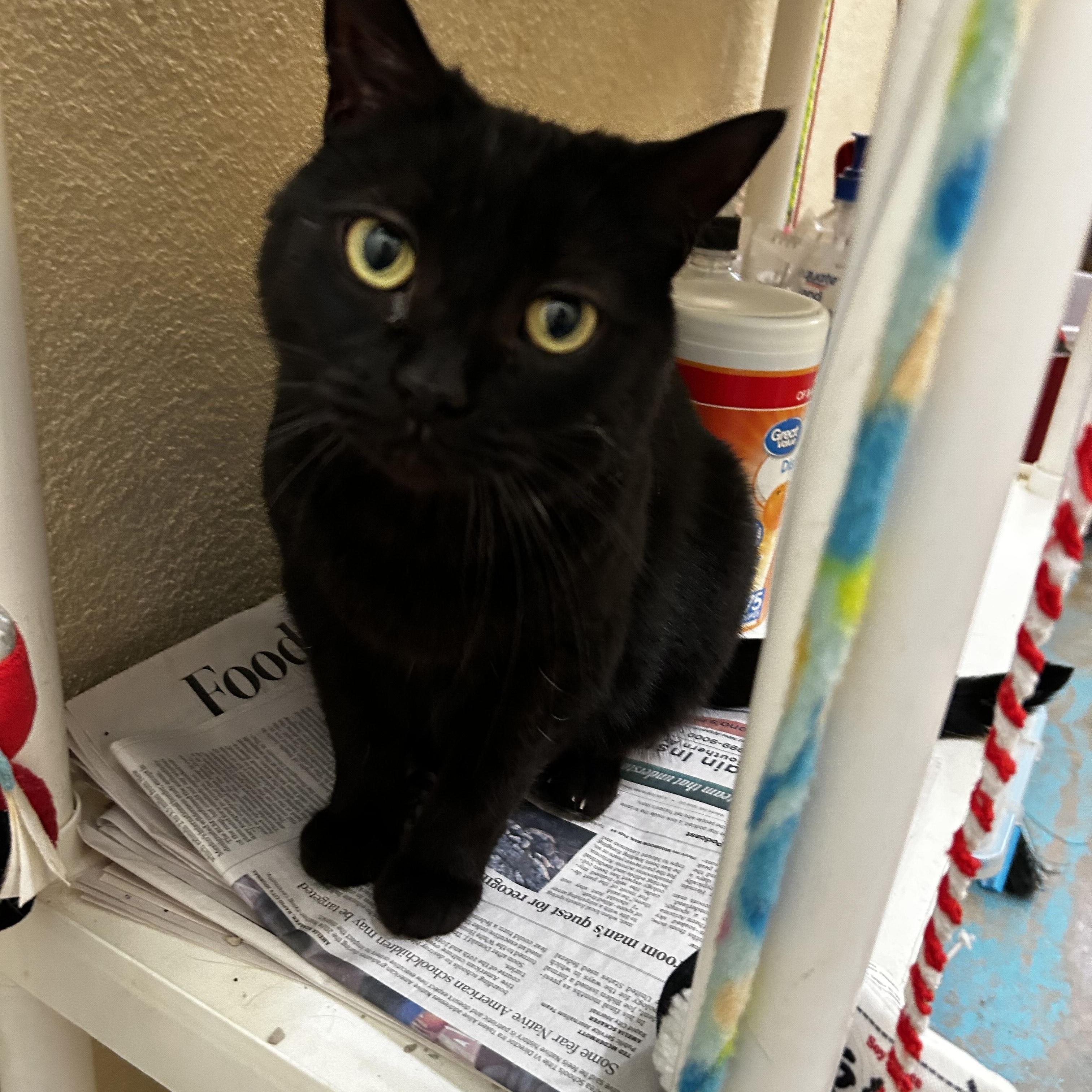 Phoebe, Adoptable, Young Female Domestic Short Hair.