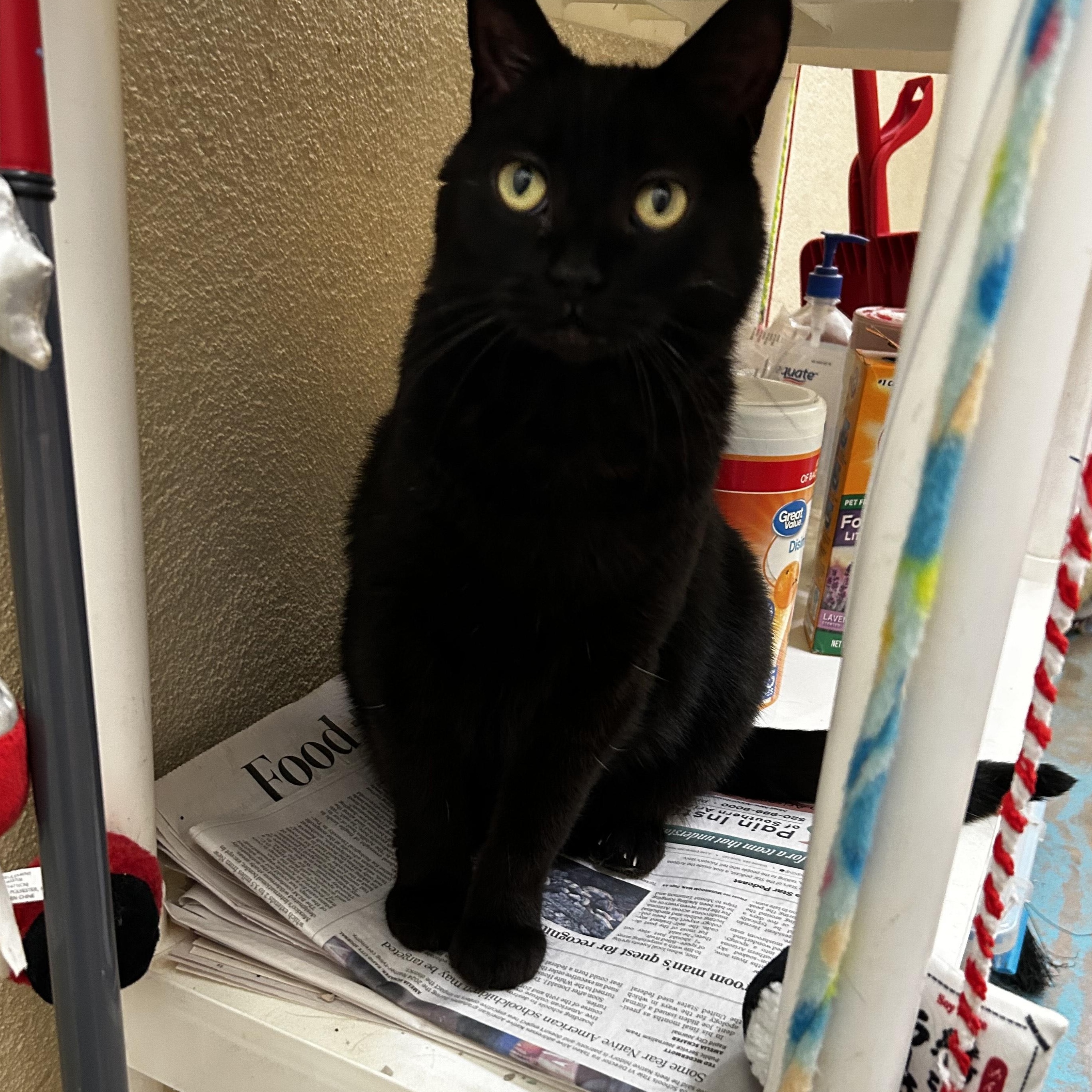 Phoebe, a Adoptable mixed breed image 2/2